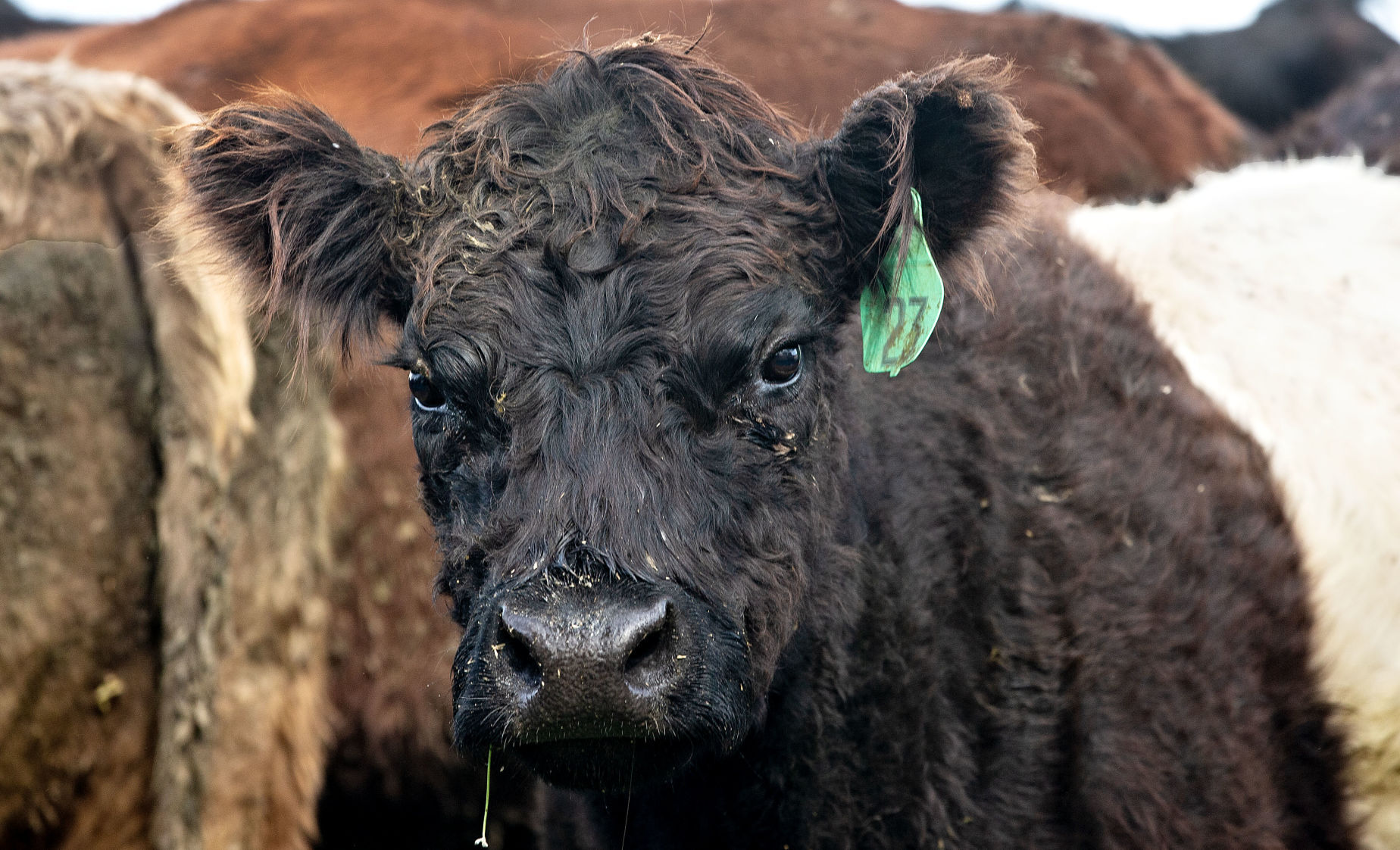 LANTZ FARM CATTLE2